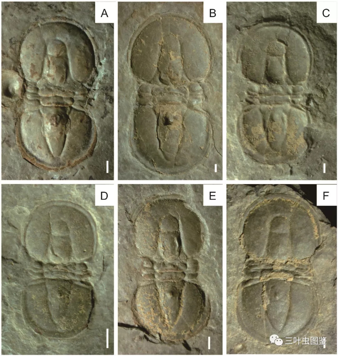 胸针球接子属peronopsis是1847年,由hawle和corda建