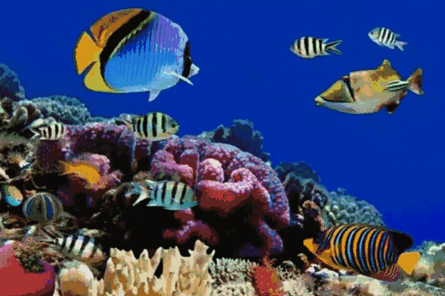 4d海底世界动态壁纸图片