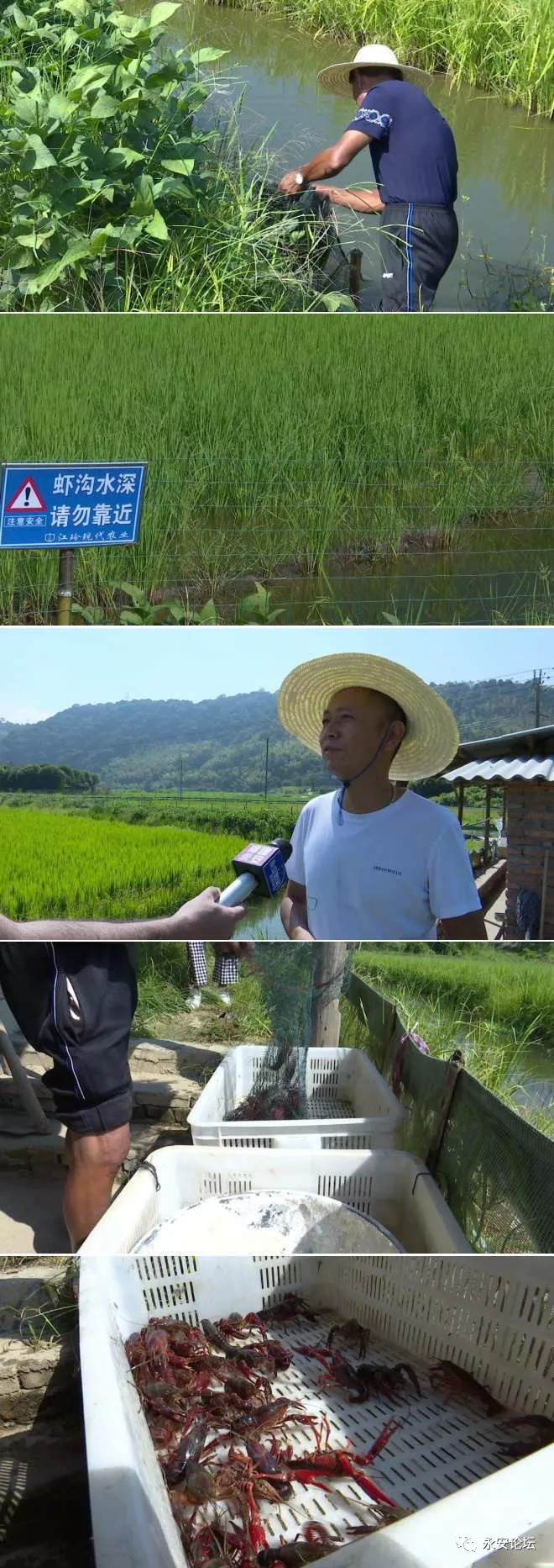 永安市西洋镇蚌口村图片