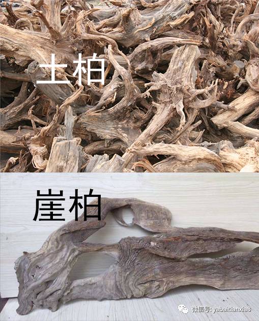 认清土柏和崖柏避免吃药