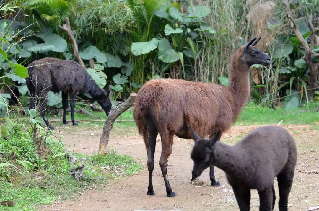 世界各國國寶在內的460餘種20000餘隻珍惜動物,種類之多,數量之大