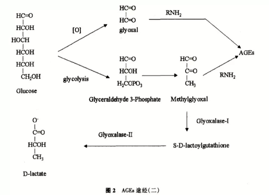 內源性主要來自於 人體內葡萄糖 蛋白質的反應,但人體內形成ages的
