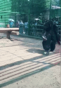 动物园猩猩扔屎gif图片