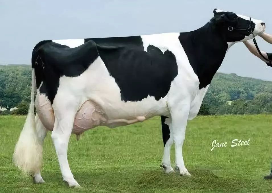 荷兰奶牛图片大全图片