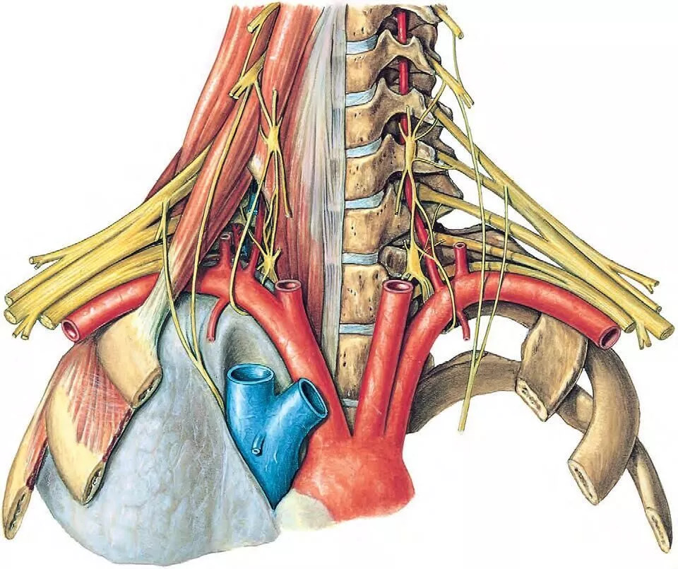 交感神经解剖位置图片图片