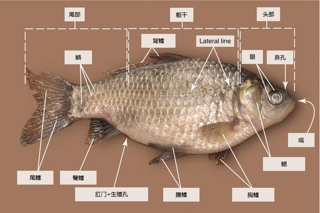 解剖鱼的步骤图片图片