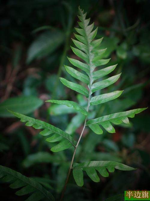 植物半边旗有什么功效和作用