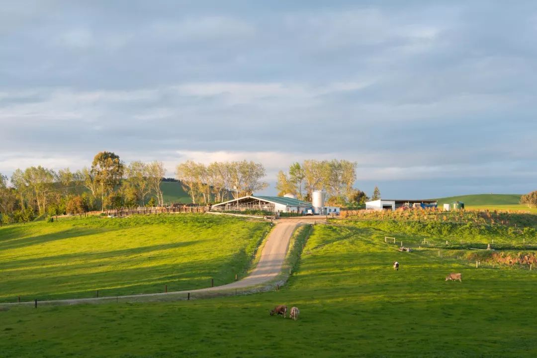 秦岭新西兰农场图片