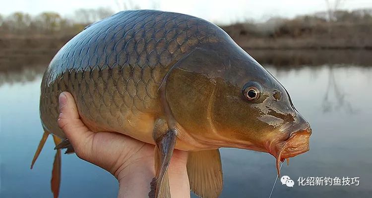 什麼樣的天氣愛上大鯉魚?_影響