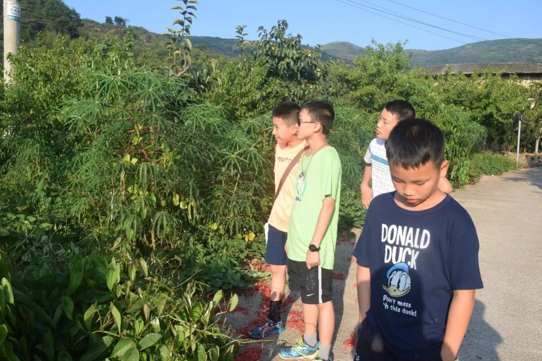 小孩子时刮木薯图片图片