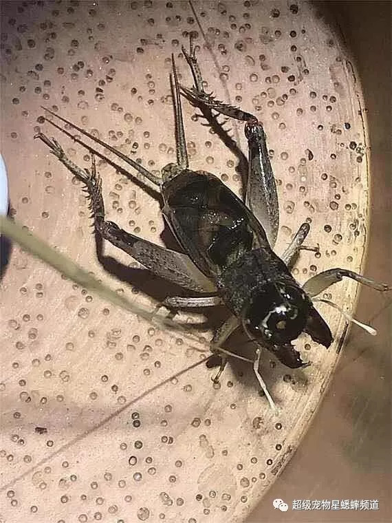 古谱蟋蟀10大奇虫图片图片