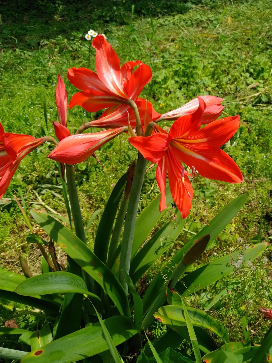 石蒜科花程式图片