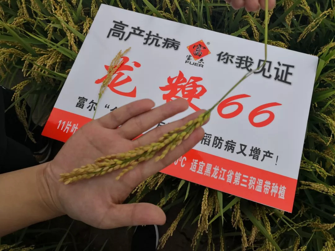 富尔龙粳3005水稻种子图片