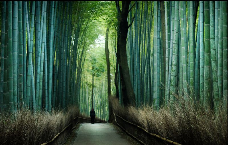 路旁的风景,可以根据季节看到山谷中花开或红叶,尽享京都的四季风情