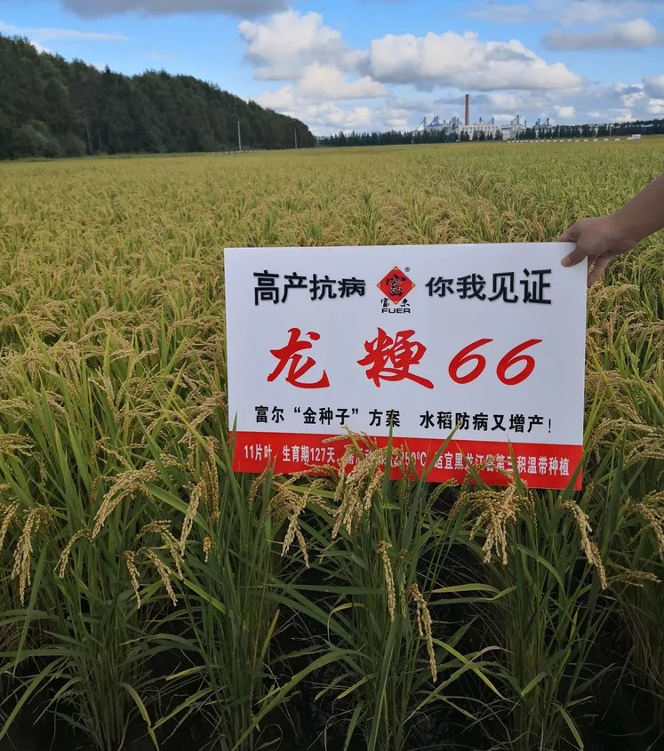 富尔龙粳3005水稻品种图片