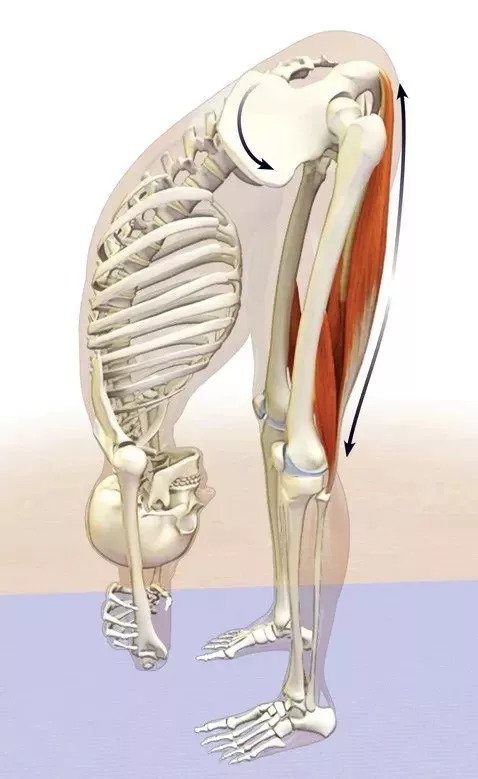 「运动康复」大腿后侧肌群对腰椎的影响