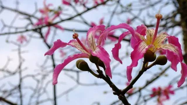 廣東高校高顏值新生紛紛入學校花評比了解一下中大校花居然是