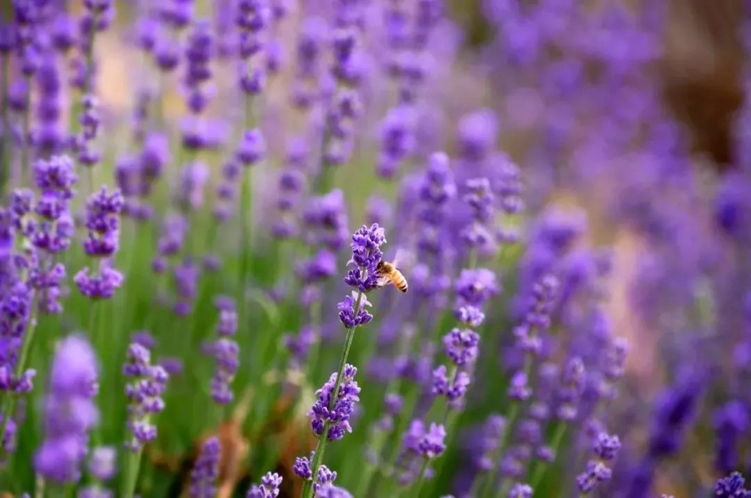 觸碰山東這些最美的紫色花海_花叢