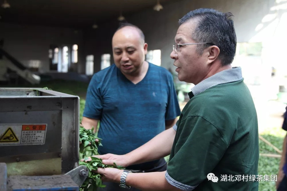 邓村绿茶黄宗虎段莉莉图片