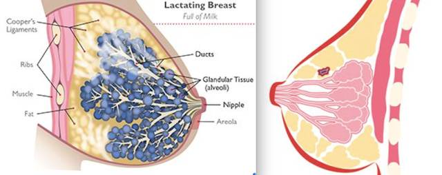 乳腺腺体致密图片