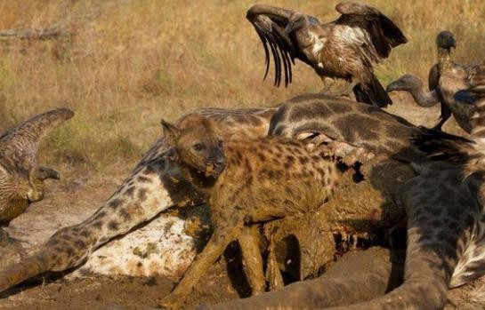 鬣狗钻进长颈鹿肚子吃肉再爬出来时已成这样一脸得意洋洋