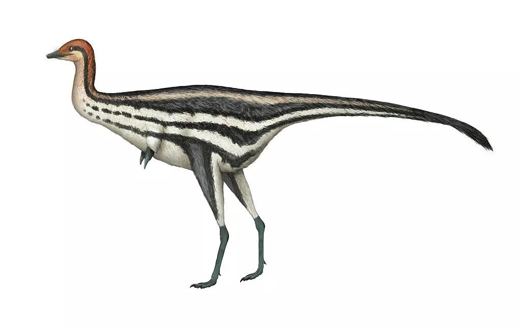 体型大很多,但具有类似蒙古戈壁单爪龙类的前肢(图片来自维基百科