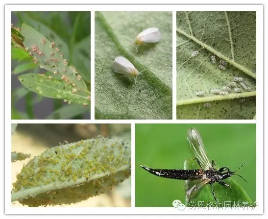 植物害虫名称图片