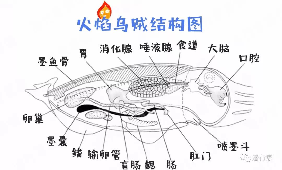 乌贼图片解剖图图片