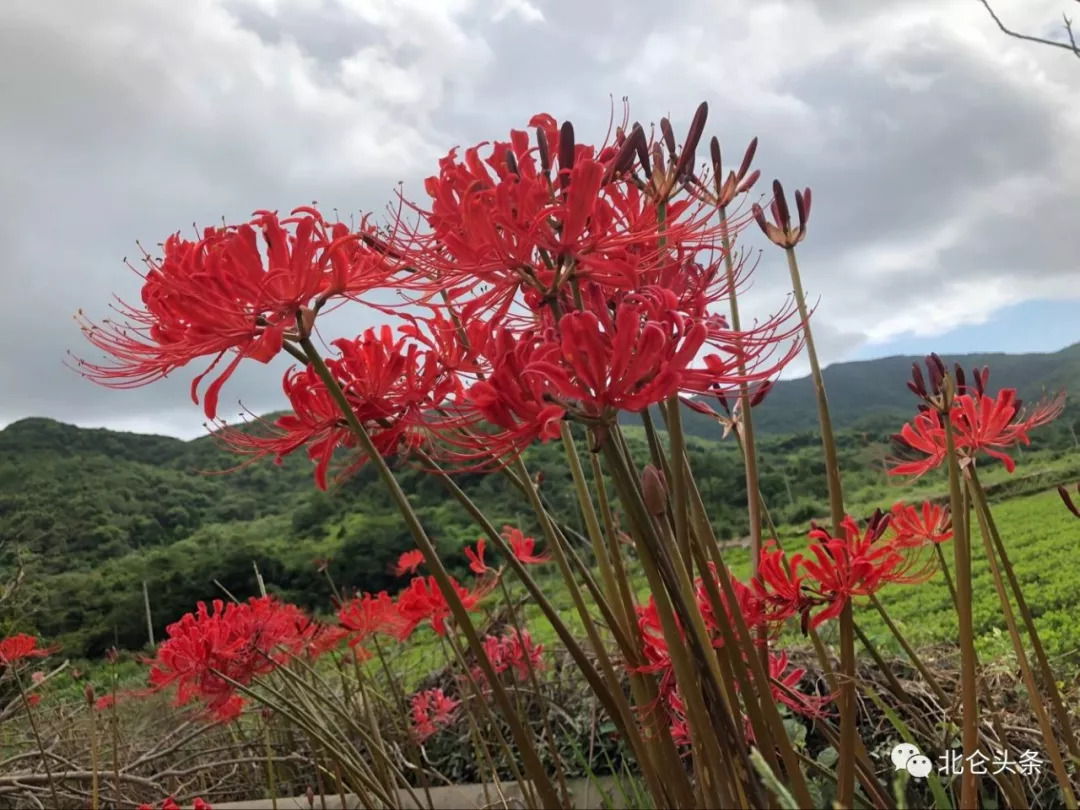 植物學家在春曉發現大片彼岸花,長這樣.