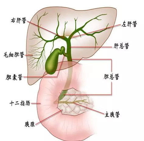 人体肝胆位置图图片