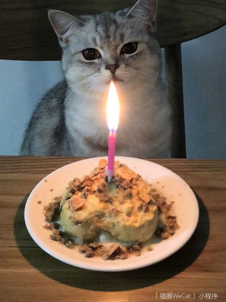 猫猫过生日表情包图片