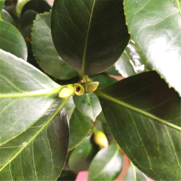 长势良好的茶花,一枝上可能会冒出3,4个花芽,包括一个顶芽,几个侧芽