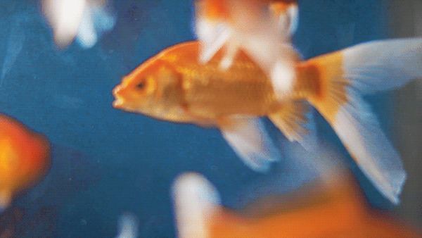 动态小鱼游壁纸图片