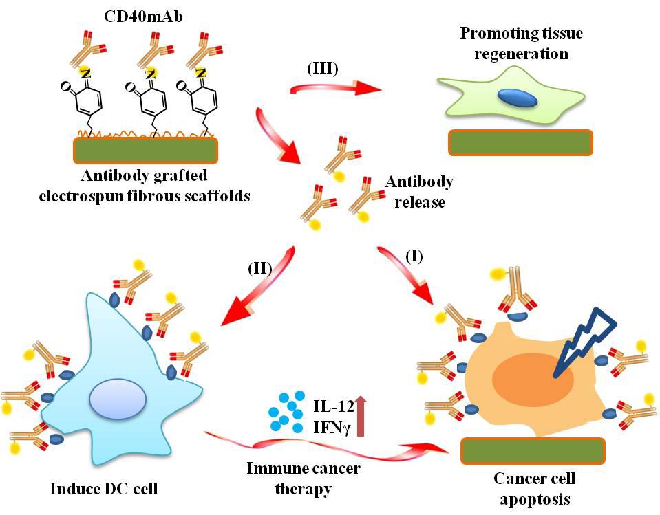cd40mab接枝plla静电纺丝纤维支架用于肿瘤治疗和组织再生的示意图.