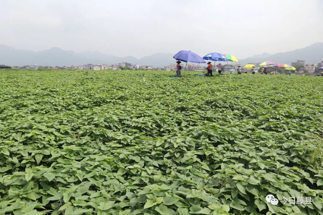 红薯叶种植图片