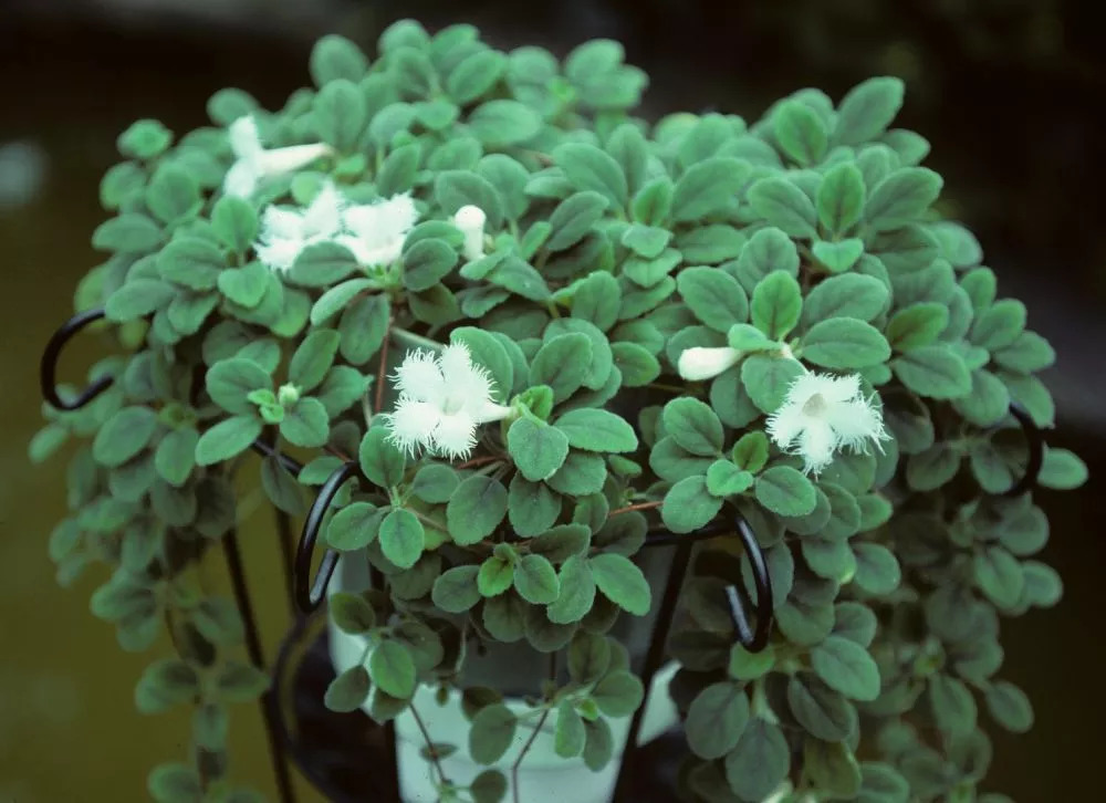 短日照植物图片