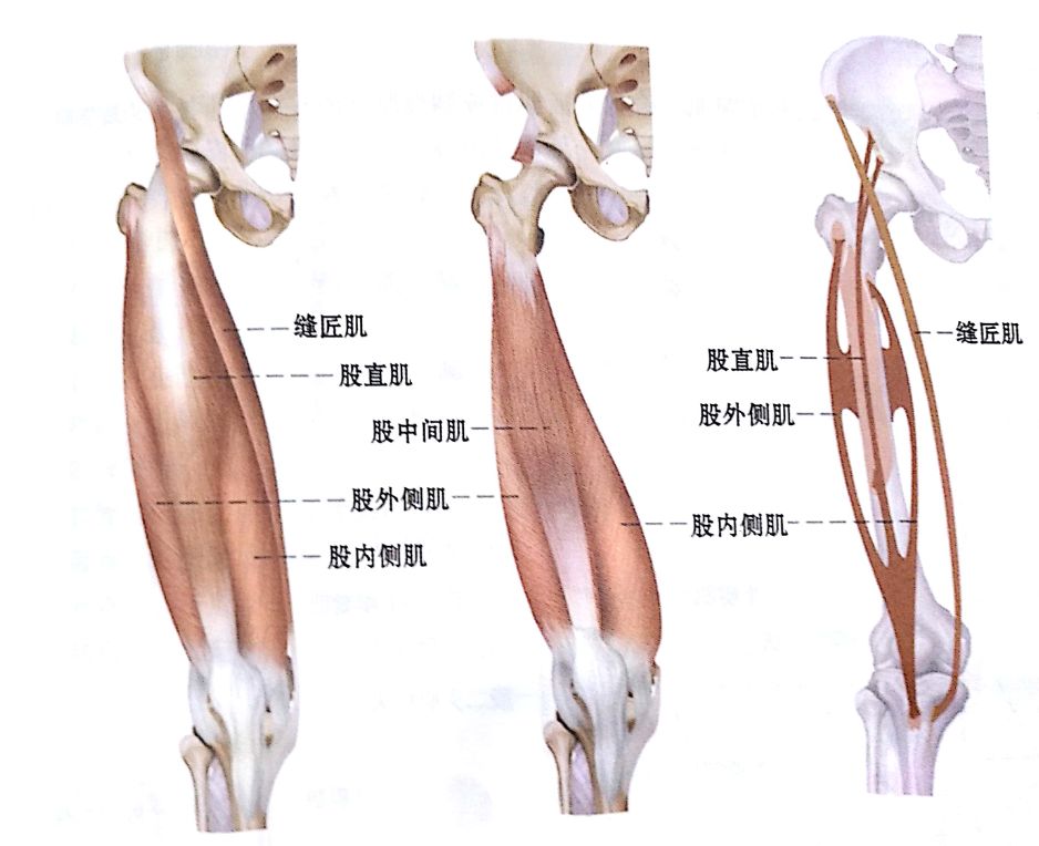 纳西亚健身系列之 泡沫轴放松 大腿内侧