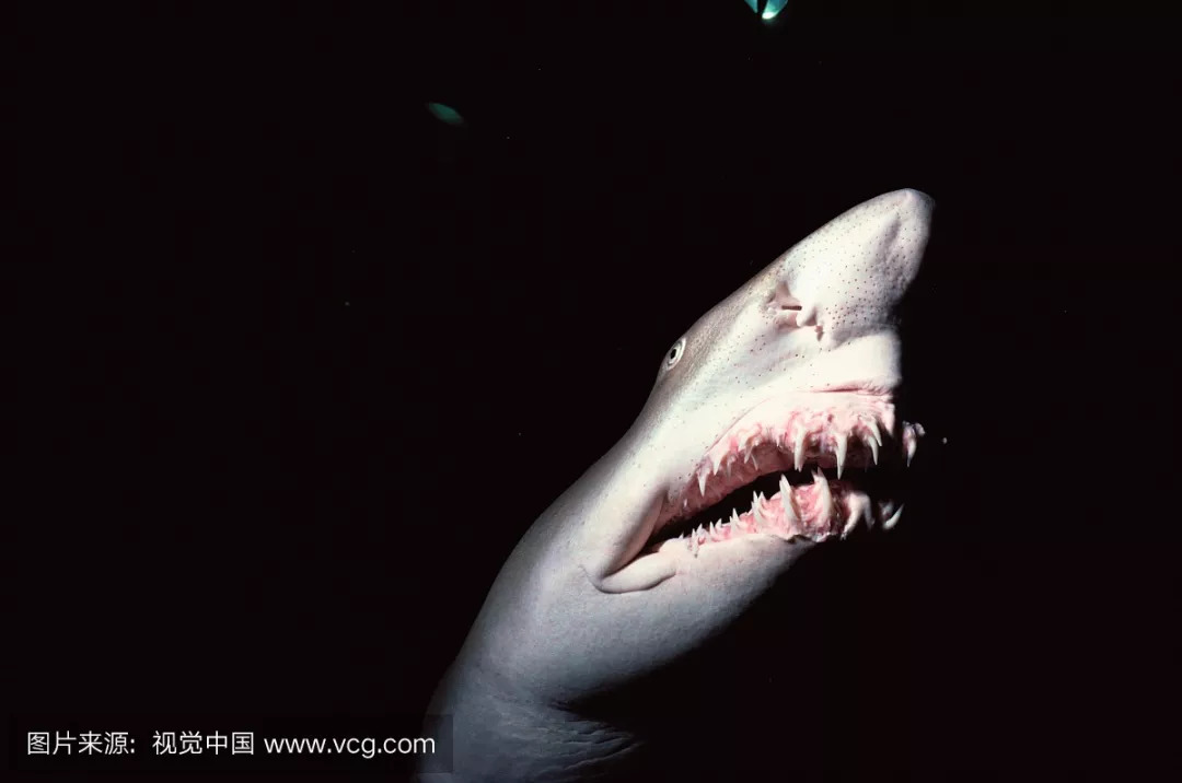 沙虎鲨牙齿图片