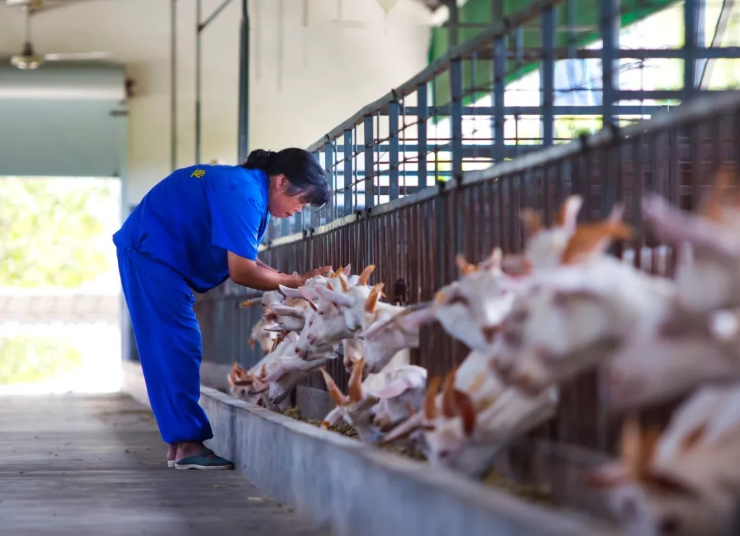 杭州市民福利我們邀請您免費體驗擠羊奶摘獼猴桃嘗火龍果還能領禮物和