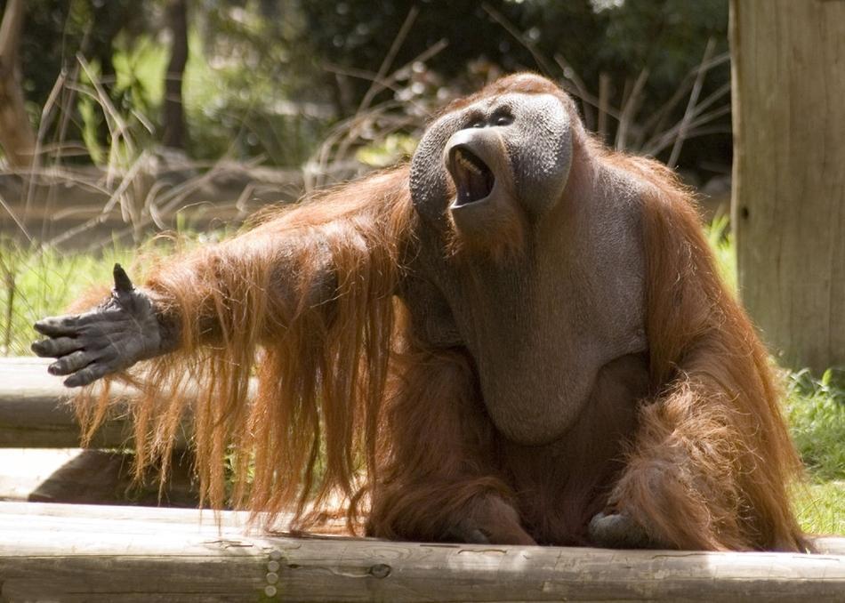 極其有趣的九張動物搞怪圖片.