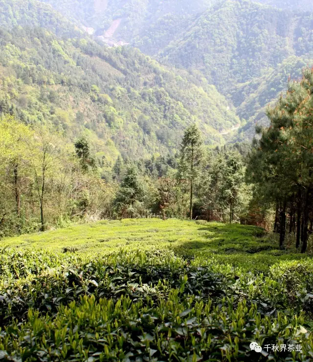 安化红茶茶叶种植过程视频（红茶种植过程中起初长势很好） 安化红茶茶叶莳植
过程视频（红茶莳植
过程中早先
长势很好）《红茶的种植过程》 茶叶资讯