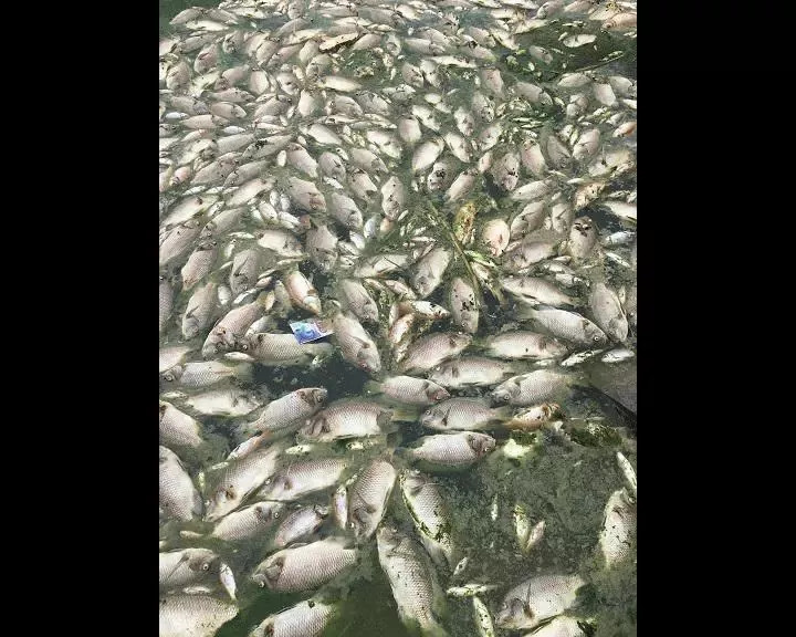 潮汕某地一池塘里几千条鱼浮出水面!池边还能闻到药味