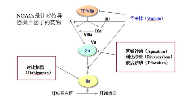 达比加群酯药理机制图片