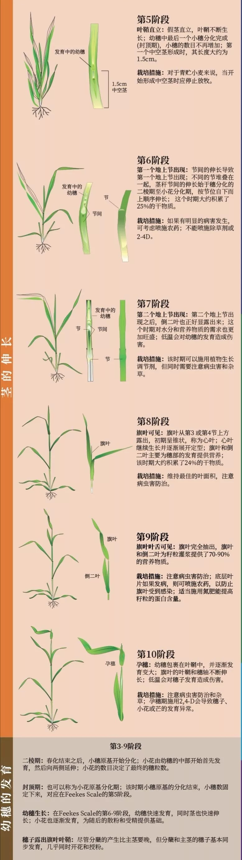 小麦三叶期图片