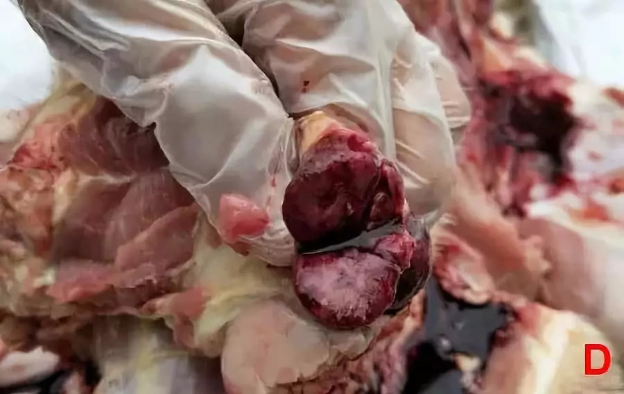 猪瘟解剖症状图片图片