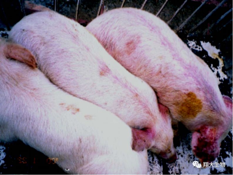 【猪病课堂】猪瘟感染的新动向及首选防控方案