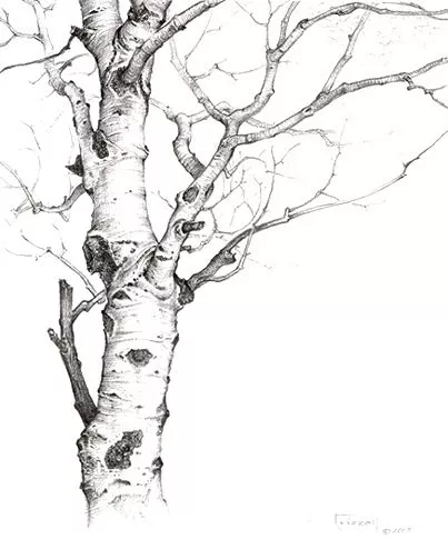 美芬素描一点透视画树图片