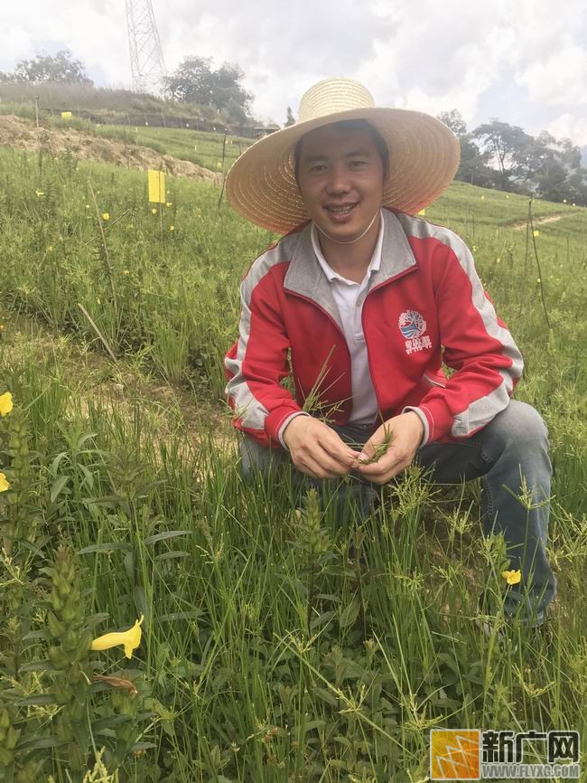 劉一平屏邊開闢生態科技種植基地野蠶豆根綻放金花可望結束野生供應史