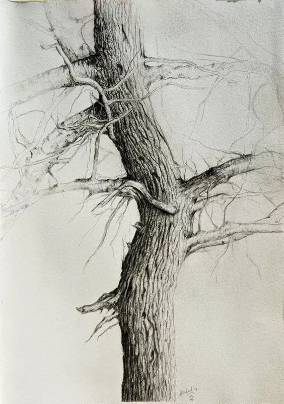 美芬素描一点透视画树图片