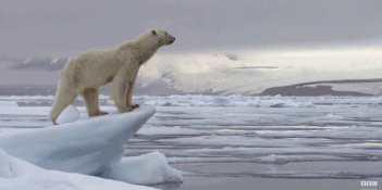 北极圈32c高温北极熊被热死只是个谎言刷屏照的背后他拍到了美而残酷